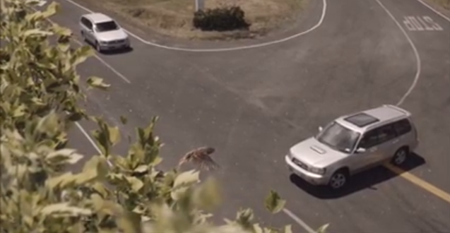 securite-routiere-nz